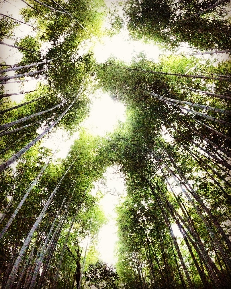 Bamboo Forest