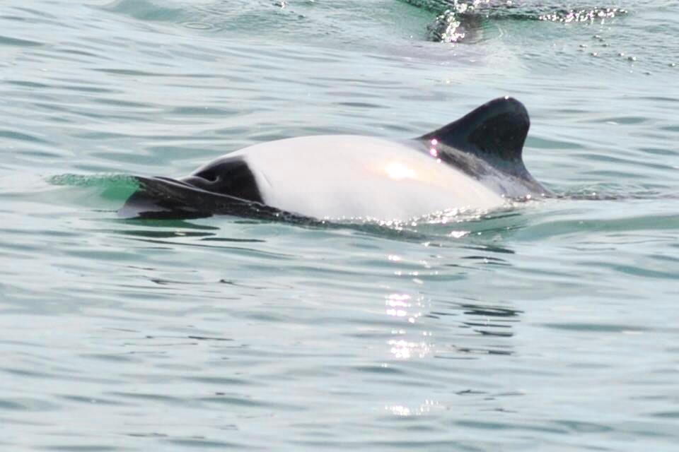 Avistamiento de Toninas Puerto Rawson