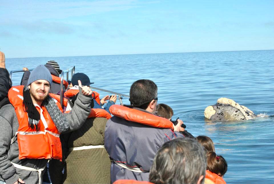 Ballenas en Puerto Madryn