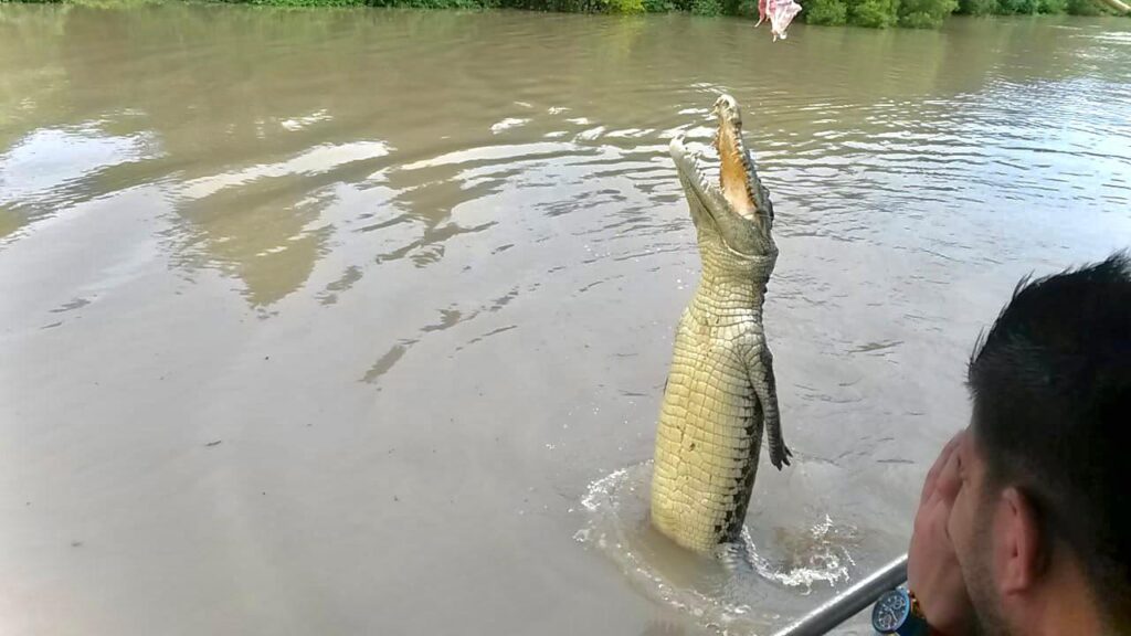 ver cocodrilos en australia