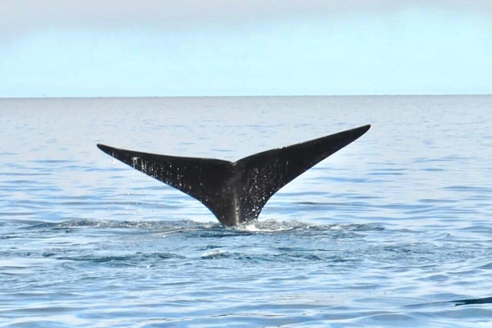 Ballenas en Puerto Madryn