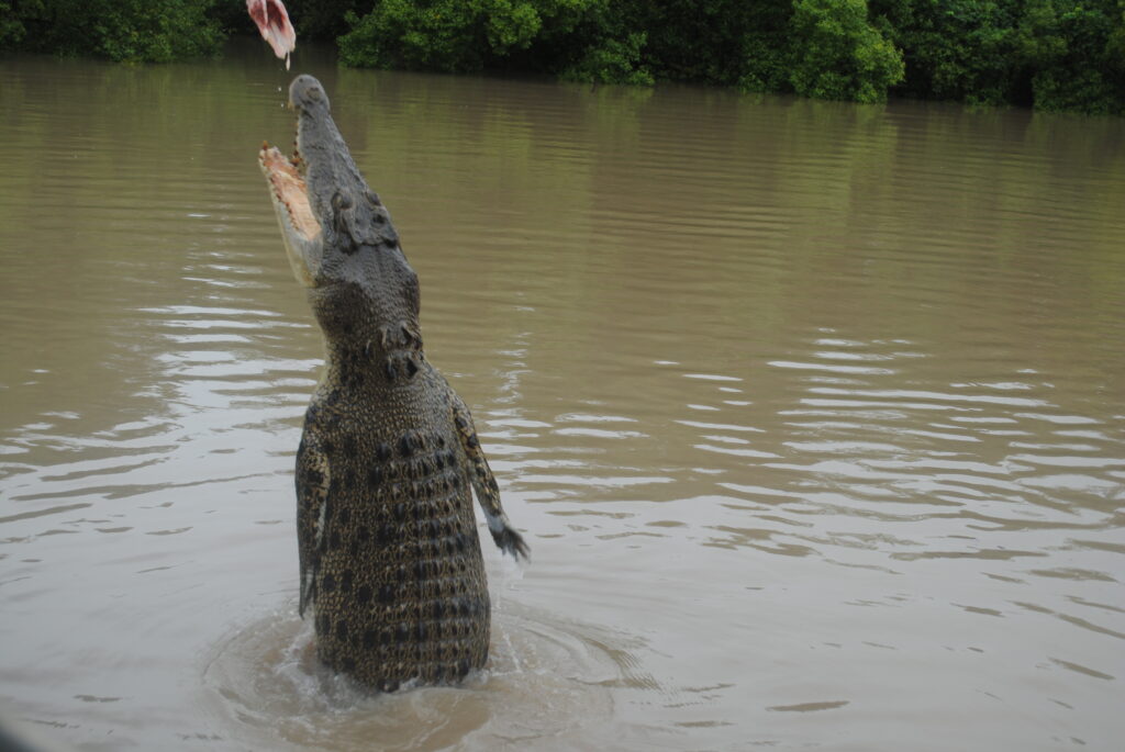 ver cocodrilos en australia - jumping crocodile
