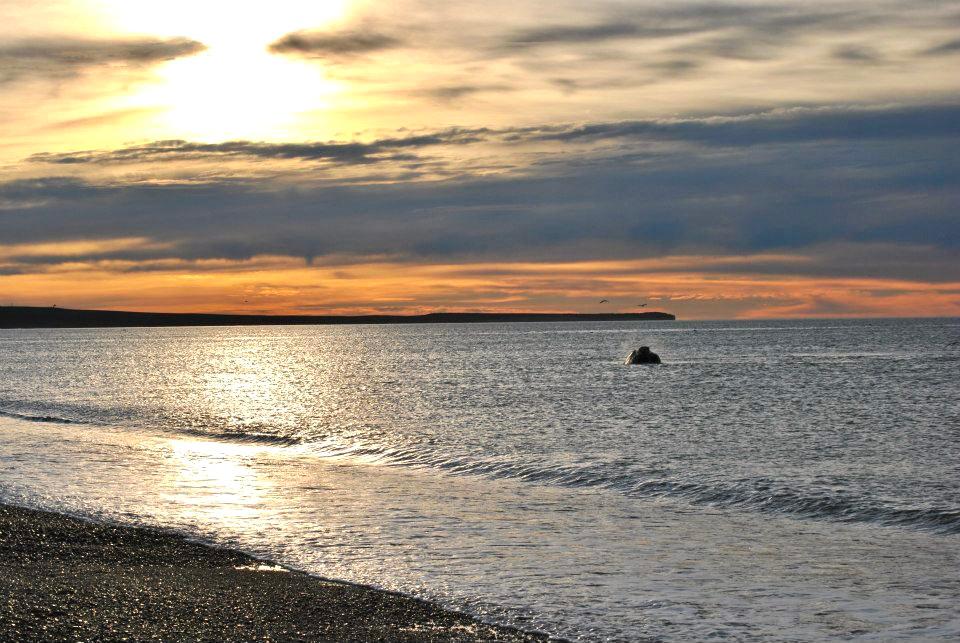 Ballenas en Puerto Madryn - Playa El Doradillo