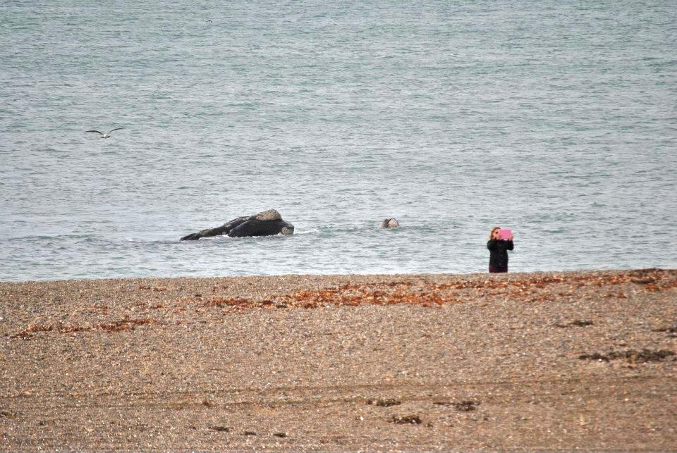 Ballenas en Puerto Madryn - El Doradillo
