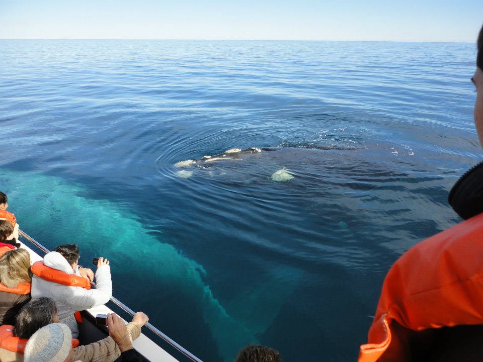 Ballenas en Puerto Madryn