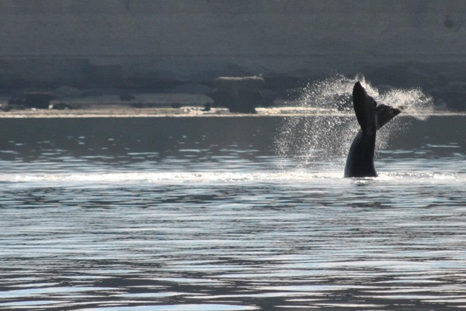 Ballenas en Puerto Madryn