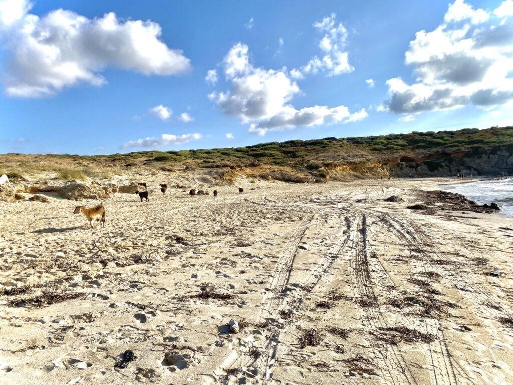 Cabras en la Playa de Cap Angela