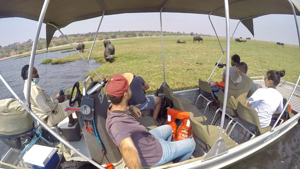 Bufalos en Chobe National Park