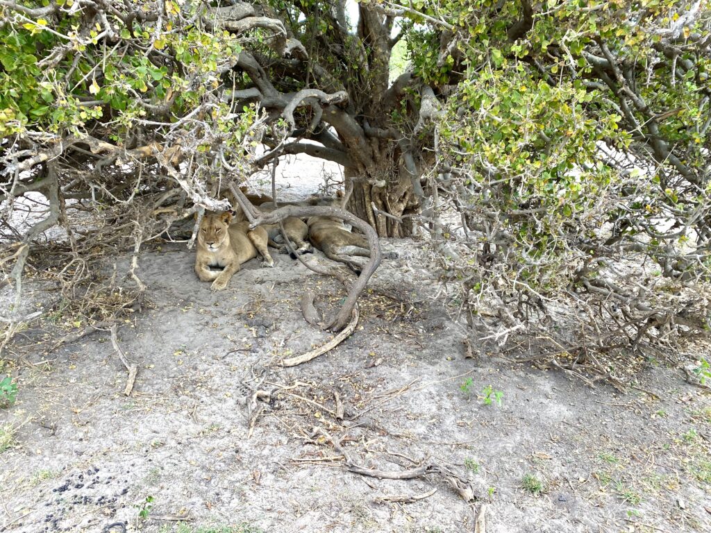 Leonas en Chobe National Park