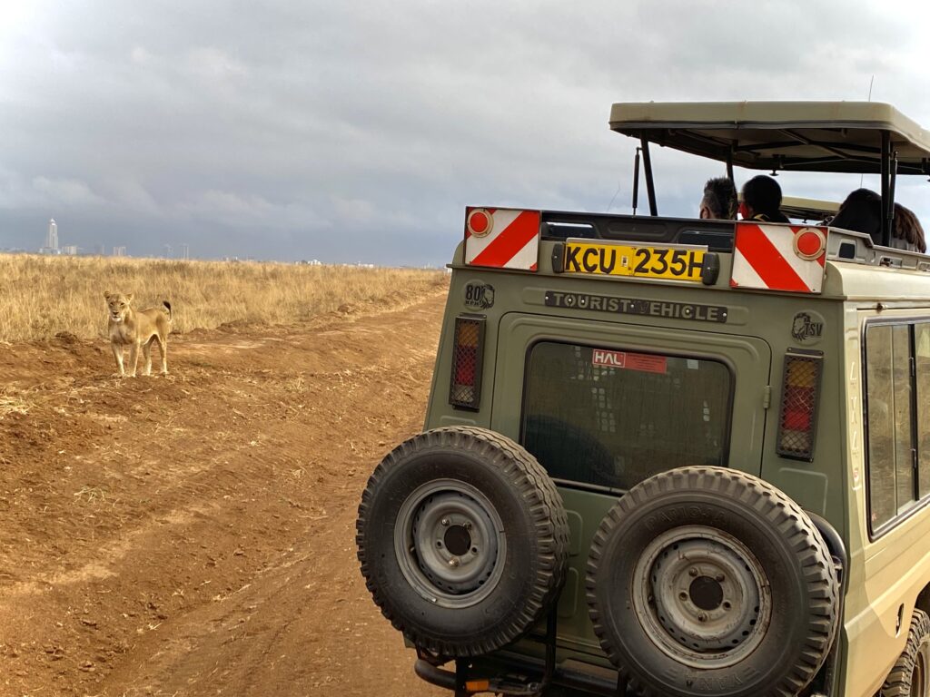 Leona al acecho - Parque Nacional de Nairobi