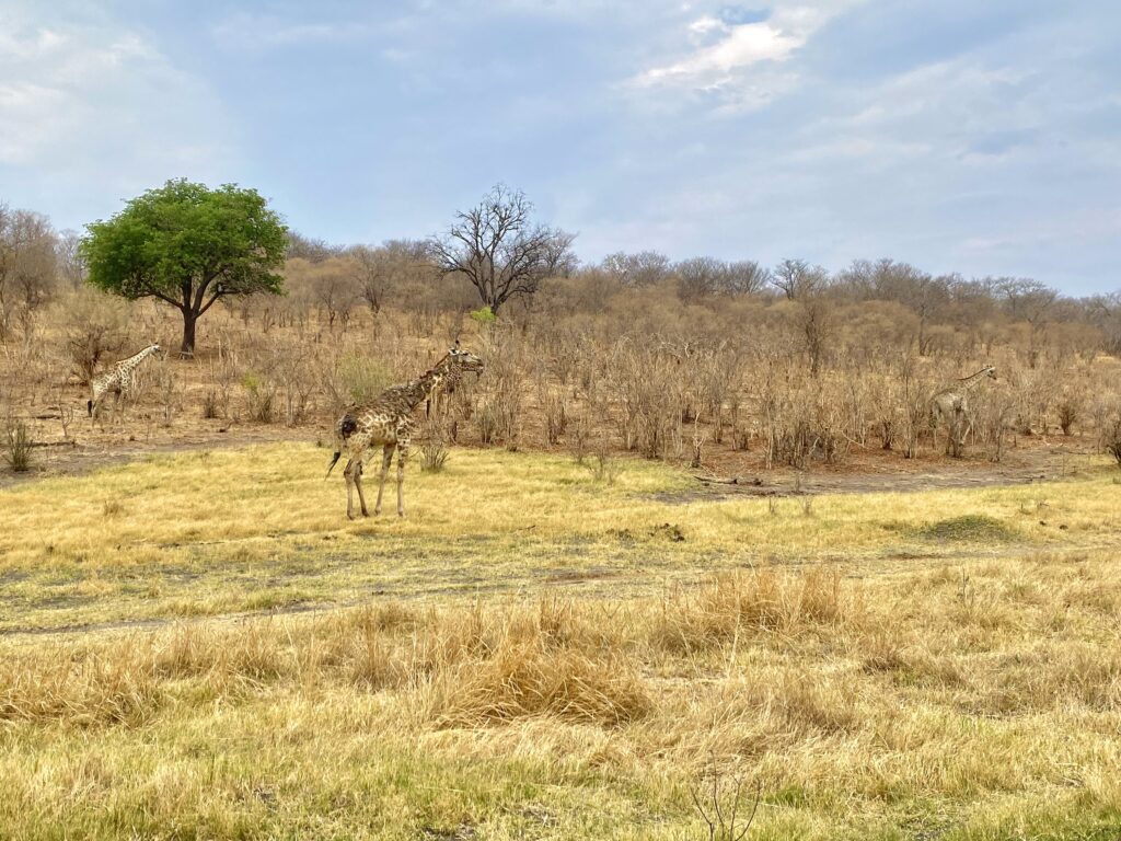 Jirafas en Chobe National Park