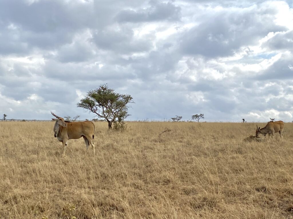 Parque Nacional de Nairobi