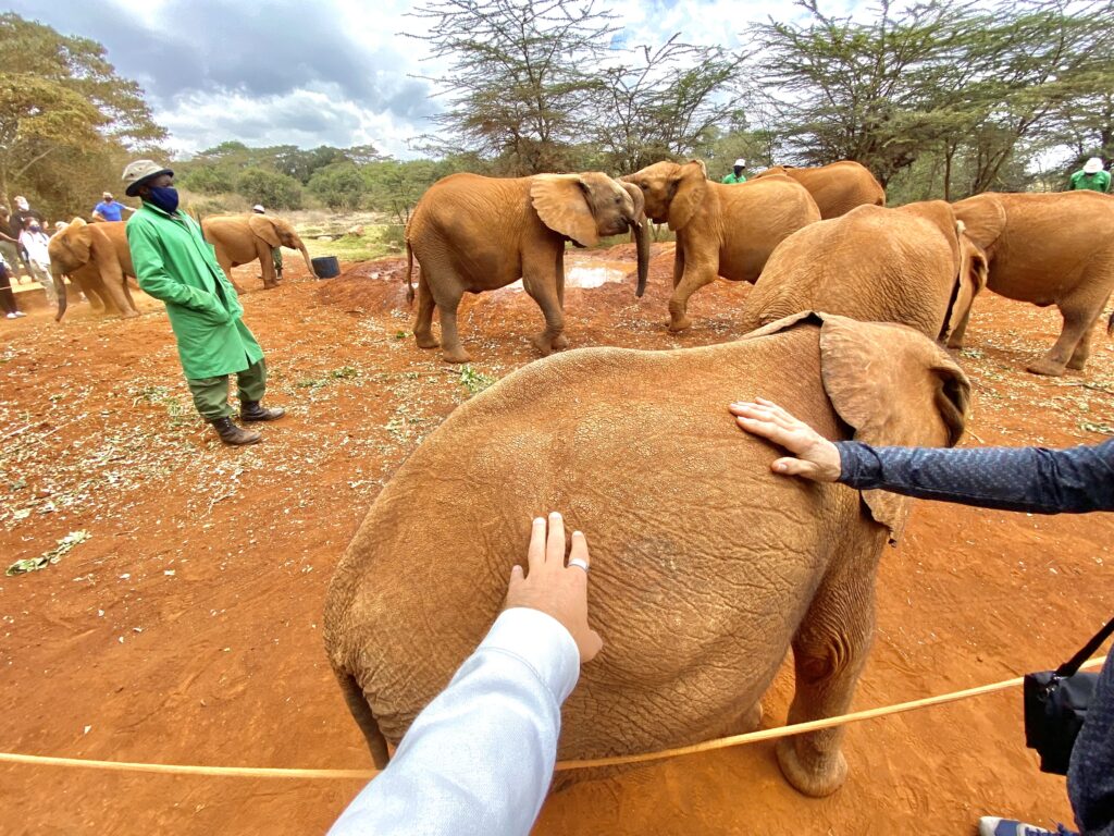 Orfanato de Elefantes de Nairobi