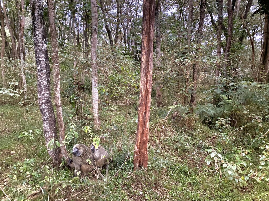 Baboons - Parque Nacional de Nairobi