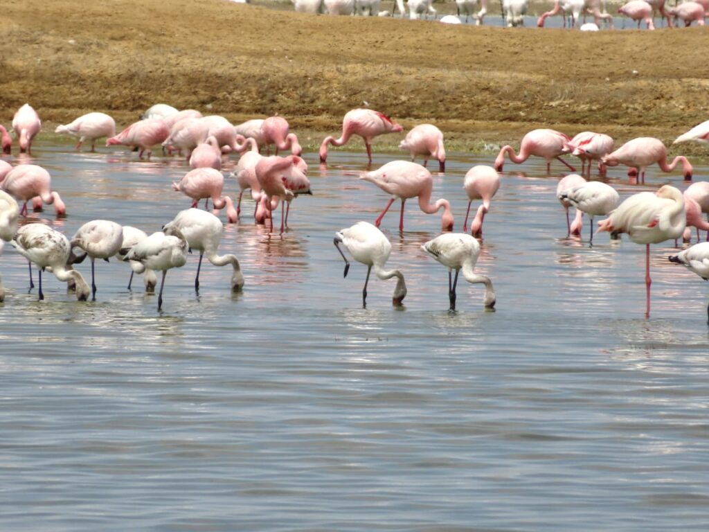 Flamencos en la Laguna