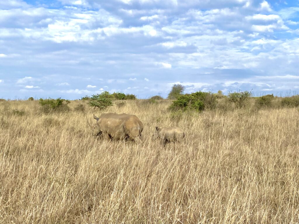 Rinoceronte adulto junto a su cría
