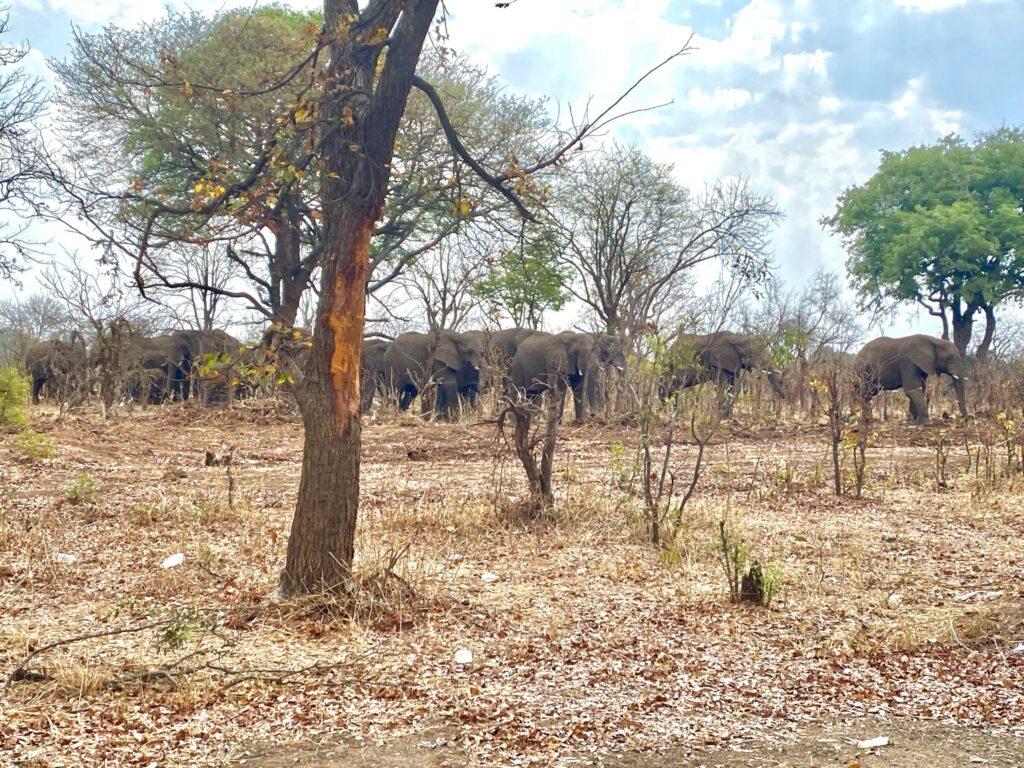 Elefantes al costado de la Ruta 