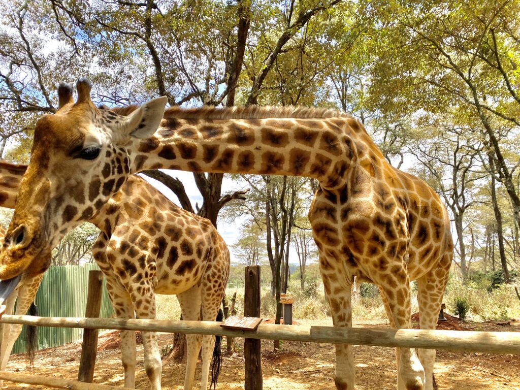 Centro de Girafas de Nairobi