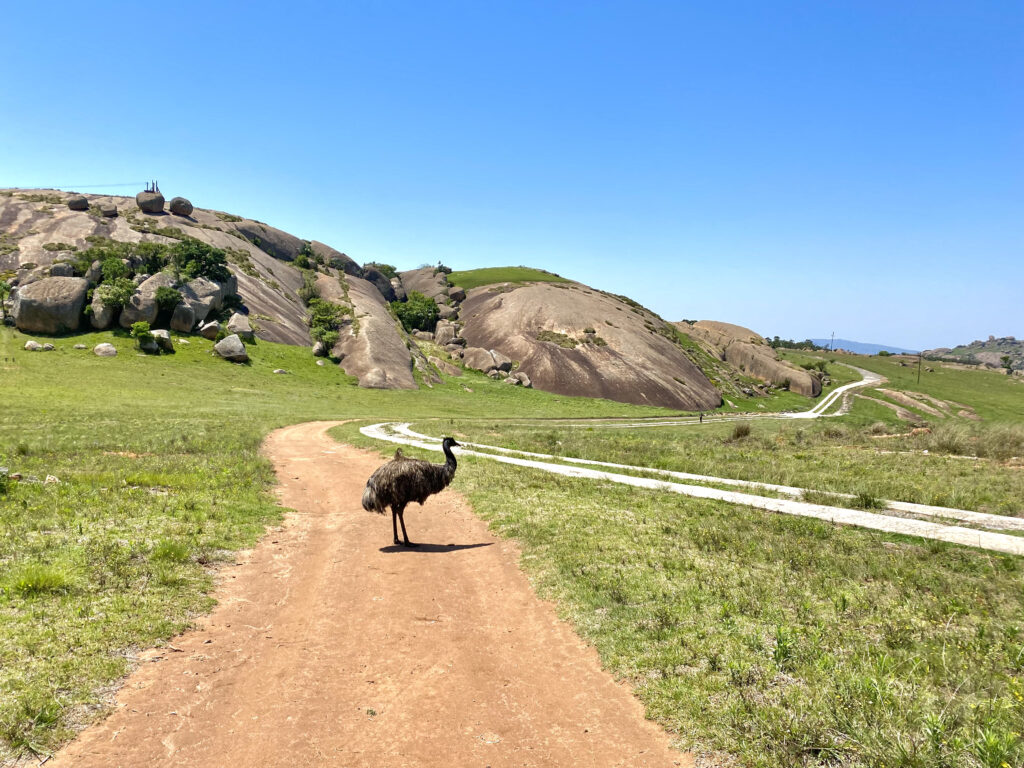 Emu en Eswatini