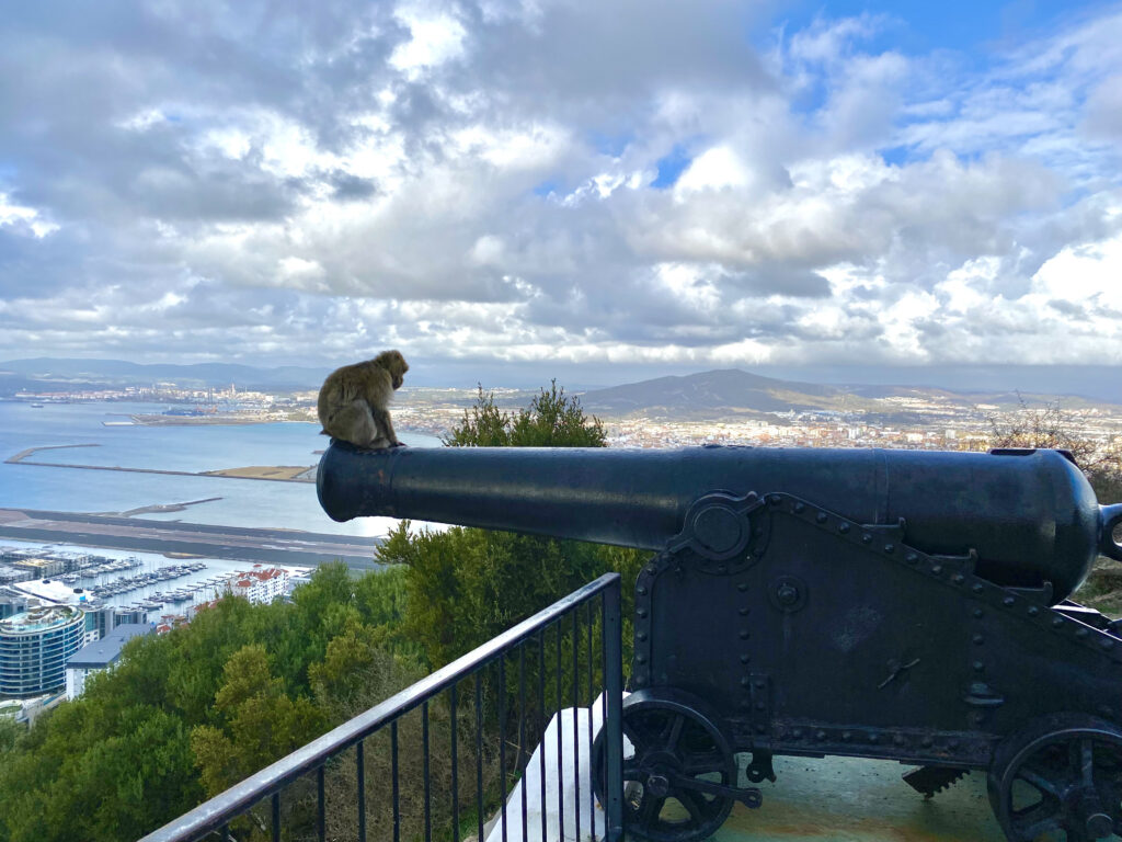 Macacos en Gibraltar