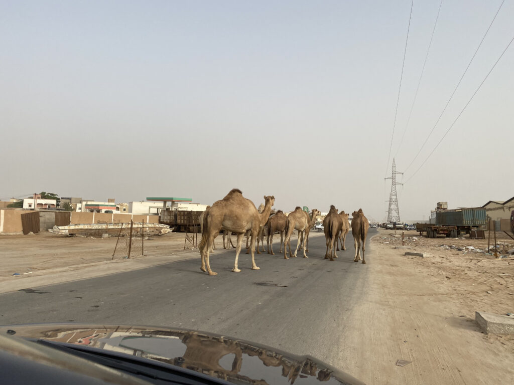 Camellos en la ruta de Mauritania