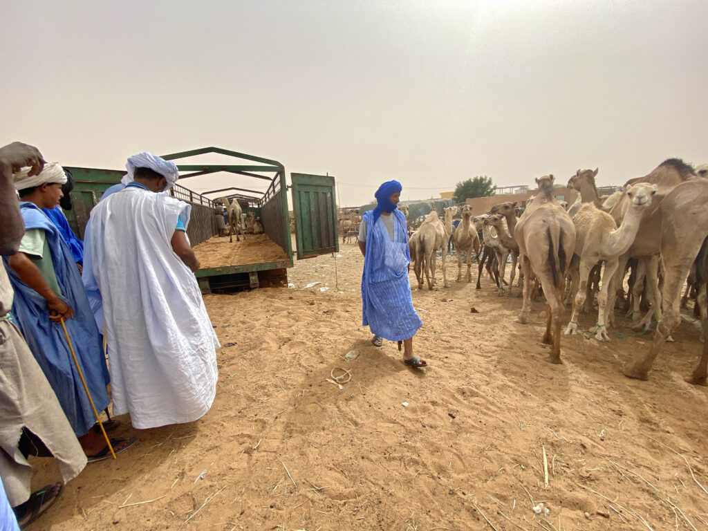 Mercado de camellos de Nuakchot en Mauritania