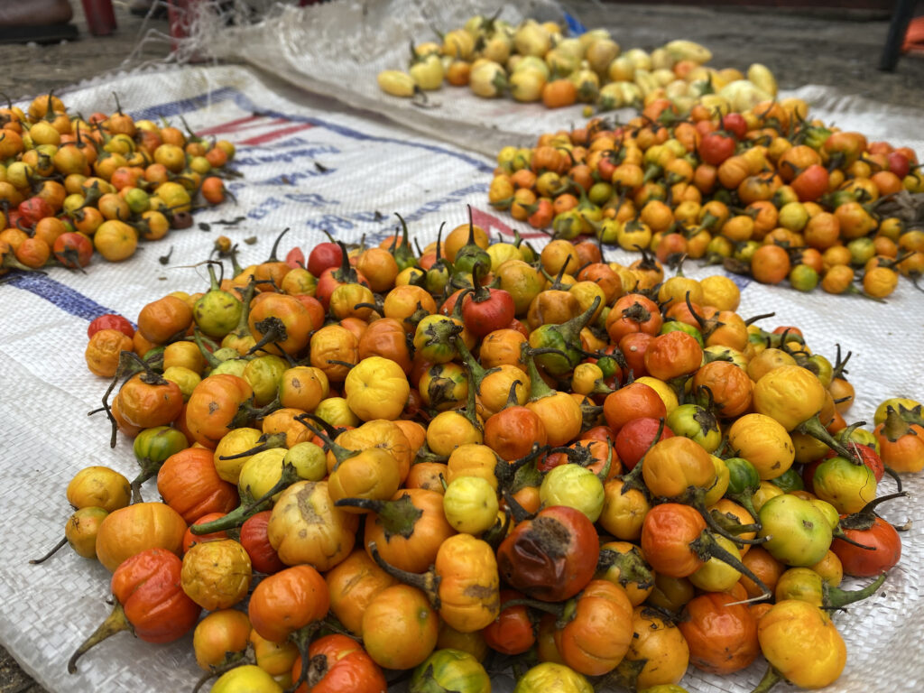 La Costa de la Pimienta - Liberia