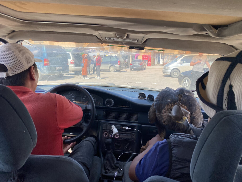 Yendo con un águila dentro del auto en Kirguistan