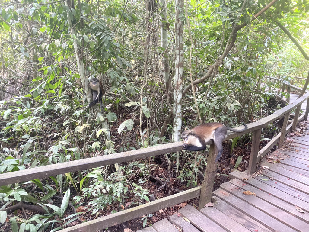 Mona Monkey - Lekki Conservation Center