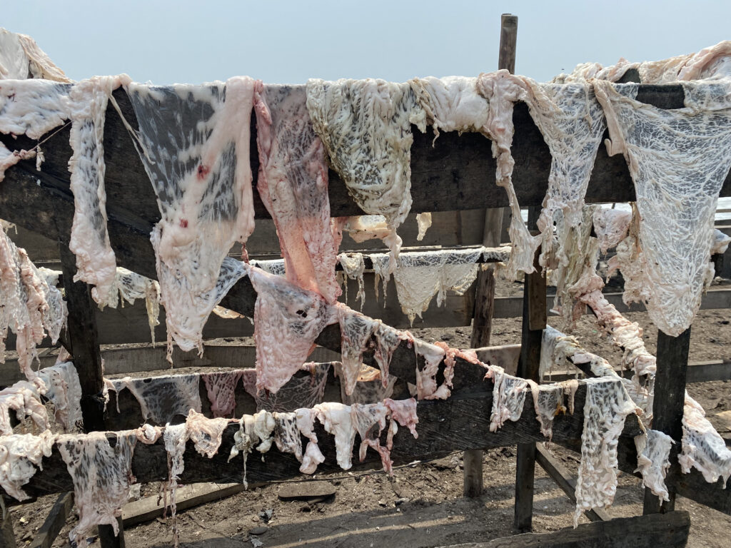 La Grasa colgando en Jamestown