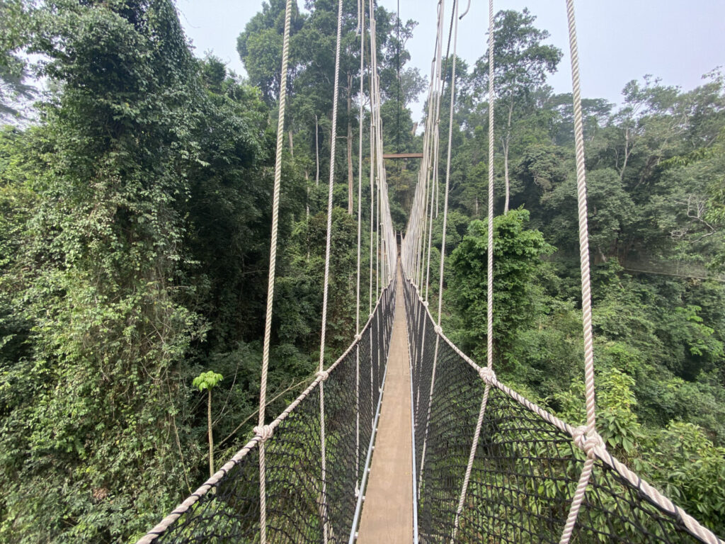 Que ver en el sur de Ghana - Kakum National Park