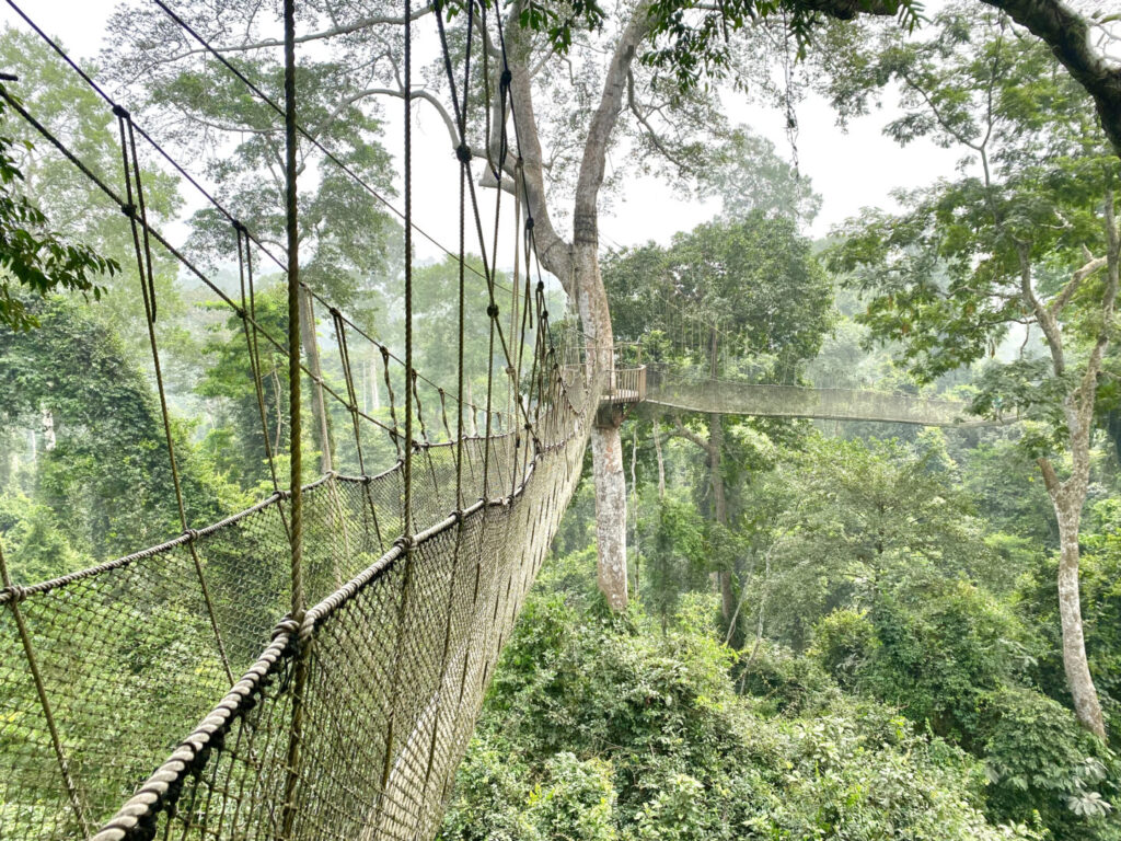 Que ver en el sur de Ghana - Kakum National Park