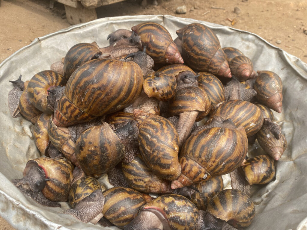 Caracoles gigantes de Ghana