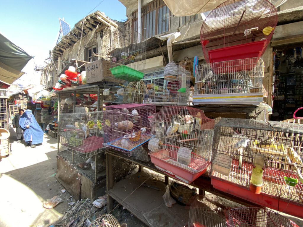 Mercado de aves de Kabul