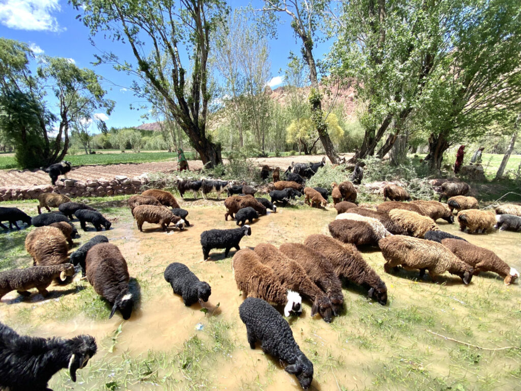 Fuerte Rojo de Bamyan
